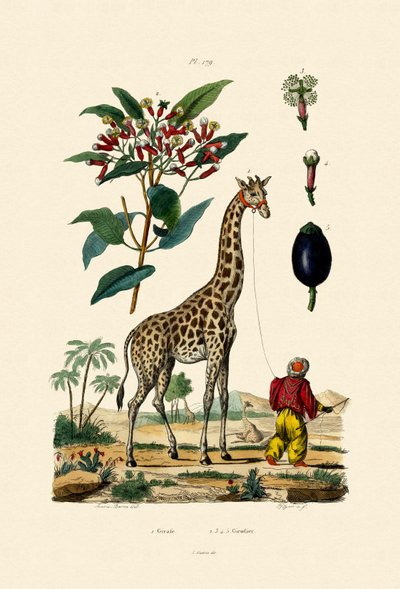 Giraffe by French School
